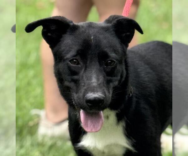 Medium Photo #1 Labrador Retriever-Unknown Mix Puppy For Sale in Yardley, PA, USA