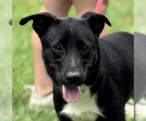 Labrador Retriever-Unknown Mix Dogs for adoption in Yardley, PA, USA