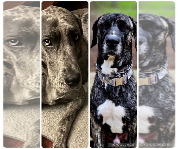 Medium Photo #4 Great Dane Puppy For Sale in Bullard, TX, USA