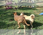 Small #27 German Shepherd Dog-Saluki Mix