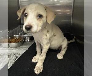 American Staffordshire Terrier-Unknown Mix Dogs for adoption in San Antonio, TX, USA