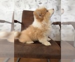 Small #2 American Corgi