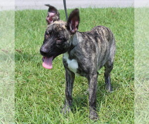 Roo 44342 - Female Mutt Dog for Adoption - Photo #4