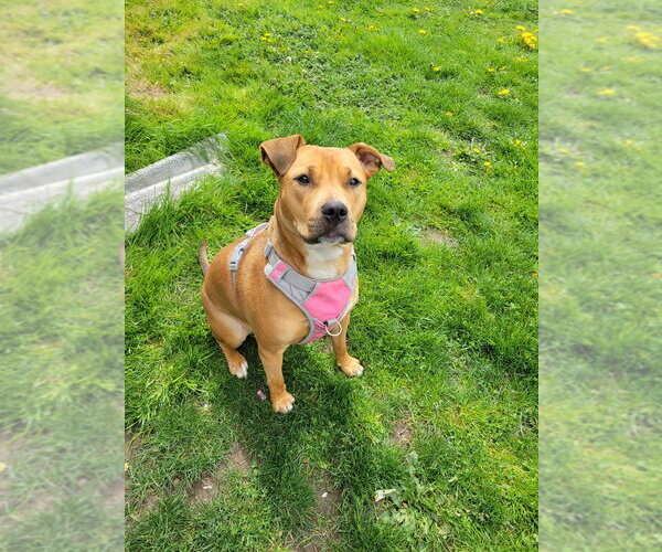 Medium Photo #2 American Pit Bull Terrier-Unknown Mix Puppy For Sale in Bellingham, WA, USA