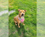 Small #1 American Pit Bull Terrier Mix