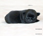 Small #9 Pug