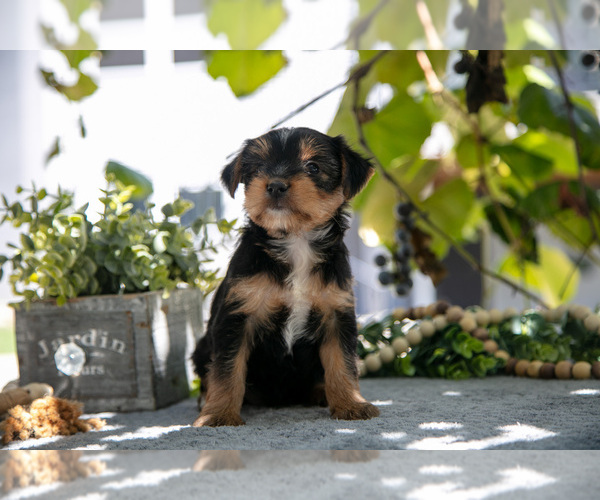 Medium Photo #16 Shorkie Tzu Puppy For Sale in KIRKWOOD, PA, USA