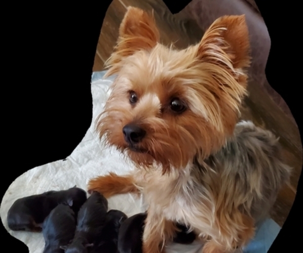 Medium Photo #2 Yorkshire Terrier Puppy For Sale in NORCO, CA, USA