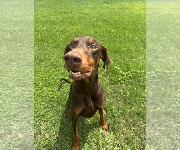 Medium Photo #4 Doberman Pinscher Puppy For Sale in Houston, TX, USA