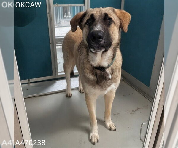 Medium Photo #1 Anatolian Shepherd-Unknown Mix Puppy For Sale in Oklahoma City, OK, USA
