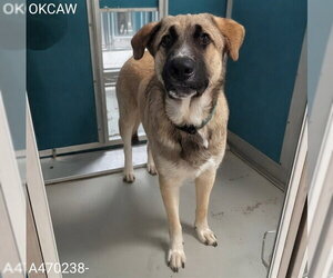Anatolian Shepherd-Unknown Mix Dogs for adoption in Oklahoma City, OK, USA