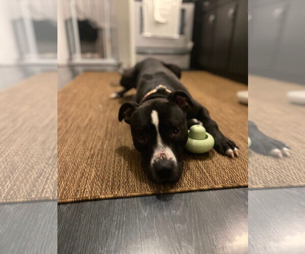 Medium Photo #3 American Pit Bull Terrier-Unknown Mix Puppy For Sale in Lockport, NY, USA