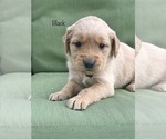 Small Photo #6 Golden Retriever Puppy For Sale in SONORA, KY, USA