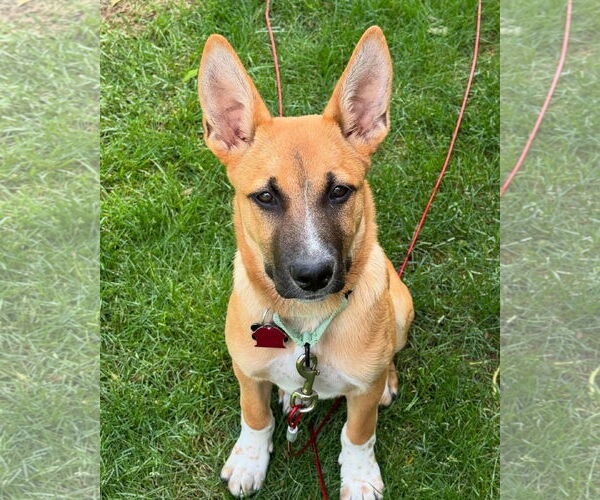 Medium Photo #7 Mutt Puppy For Sale in Rockaway, NJ, USA