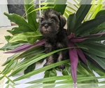 Small Photo #10 Schnauzer (Miniature) Puppy For Sale in FORT PIERCE, FL, USA