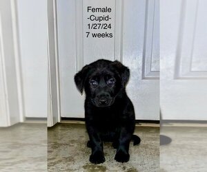 Labrador Retriever Dogs for adoption in Mooresville, NC, USA