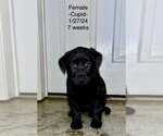 Small Photo #1 Labrador Retriever Puppy For Sale in Mooresville, NC, USA