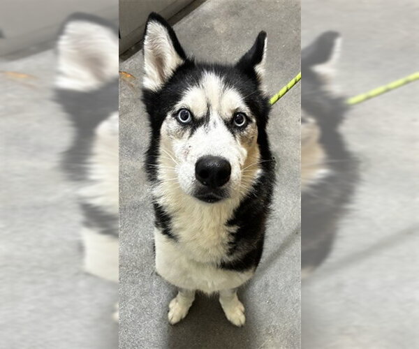 Medium Photo #1 Siberian Husky Puppy For Sale in Forestville, MD, USA