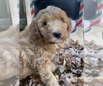 Small #31 F2 Aussiedoodle