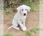 Small #2 Mutt