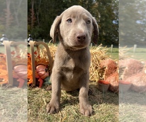 Labrador Retriever Puppy for sale in NEOLA, WV, USA