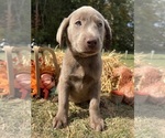 Image preview for Ad Listing. Nickname: AKC Ready to Go