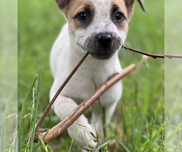 Medium Photo #1 Australian Cattle Dog Puppy For Sale in AUSTIN, TX, USA