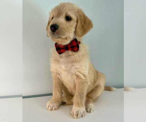 Medium Photo #1 Aussiedoodle-Labradoodle Mix Puppy For Sale in BRYANTOWN, MD, USA