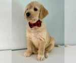 Puppy Chip Aussiedoodle-Labradoodle Mix