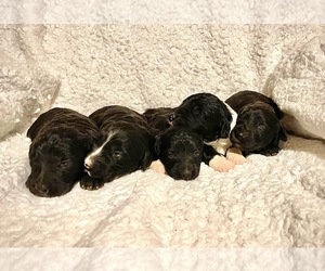 Bordoodle Puppy for sale in SALLISAW, OK, USA