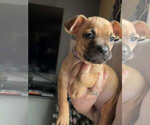 French Bullhuahua Dogs for adoption in Belleville, MI, USA