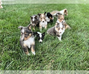 Shetland Sheepdog Litter for sale in SUGARCREEK, OH, USA