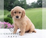 Small #4 Golden Retriever