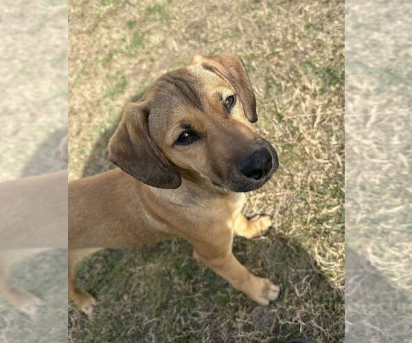 Medium Photo #5 Labrador Retriever-Unknown Mix Puppy For Sale in Dana Point, CA, USA