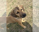 Small #4 Labrador Retriever Mix