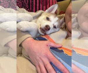 Siberian Husky Dogs for adoption in Gretna, NE, USA