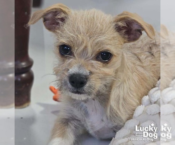 Medium Photo #1 ShiChi Puppy For Sale in Washington, DC, USA