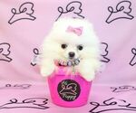 Small Photo #13 Pomeranian Puppy For Sale in LAS VEGAS, NV, USA