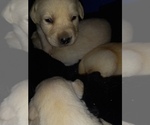 Small Photo #8 Labrador Retriever Puppy For Sale in ATHOL, MA, USA