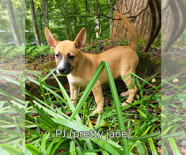 Medium Photo #10 Mutt Puppy For Sale in Ellijay, GA, USA