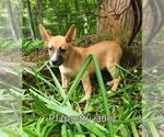 Small Photo #10 Mutt Puppy For Sale in Ellijay, GA, USA