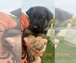 Puppy Orange Male German Shepherd Dog