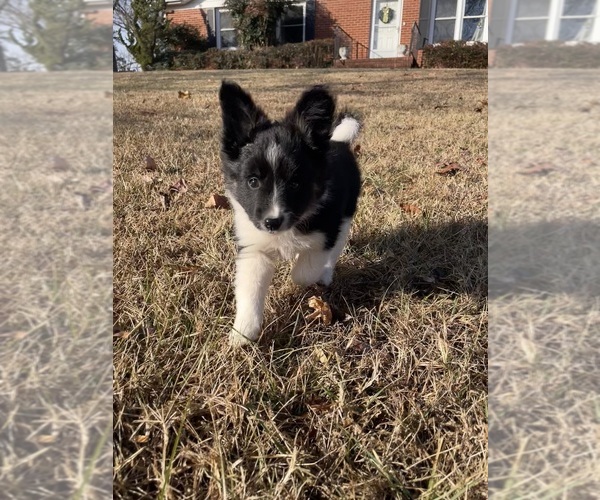 Medium Photo #7 Border Collie-Papillon Mix Puppy For Sale in CULPEPER, VA, USA