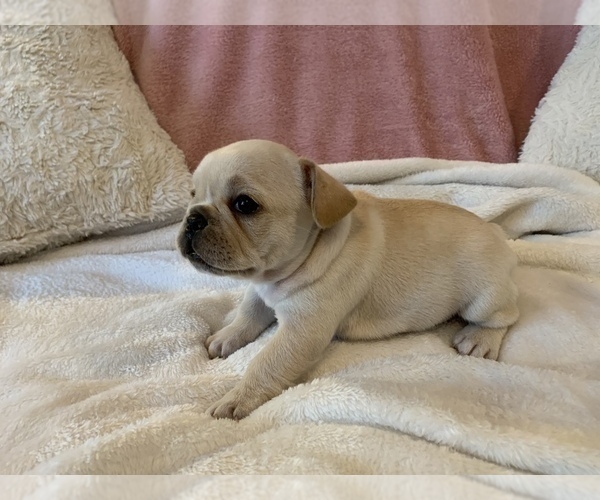 Medium Photo #15 French Bulldog Puppy For Sale in JOHNS ISLAND, SC, USA