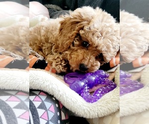 Poodle (Miniature) Puppy for sale in RANCHO CUCAMONGA, CA, USA