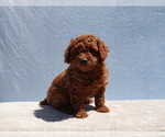 Small #3 Poodle (Toy)