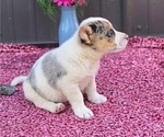 Small Photo #13 Augi Puppy For Sale in MEADOWS OF DAN, VA, USA