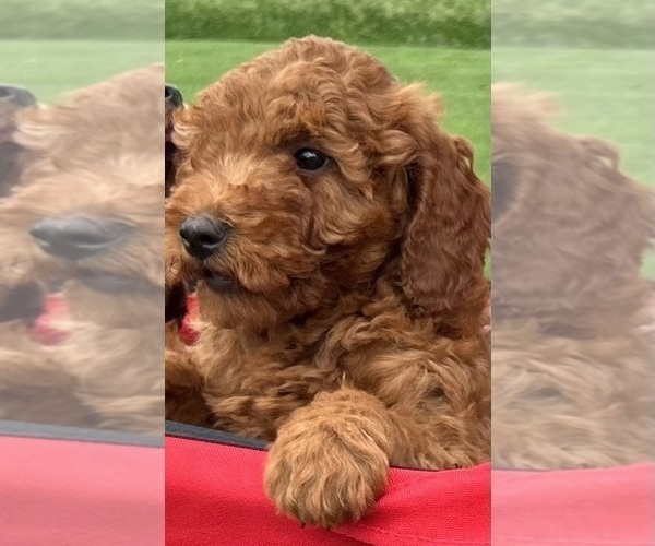 Medium Photo #5 Goldendoodle (Miniature) Puppy For Sale in HULL, IA, USA