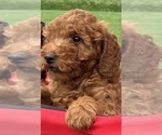 Small #4 Goldendoodle (Miniature)