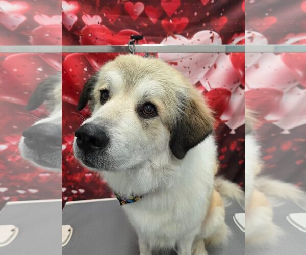 Medium Photo #5 Great Pyrenees-Unknown Mix Puppy For Sale in Dallas, TX, USA